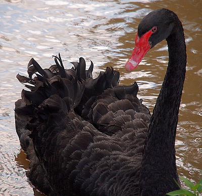 [Swan on the water. It has grey/black feathers that fan out behind it and a red beak with a white stripe across the lower portion.]